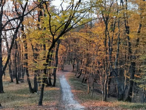 Forestbathing și picnic în Pădurea Șopa